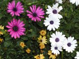 Osteospermum