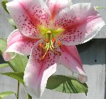 Stargazer Lilly