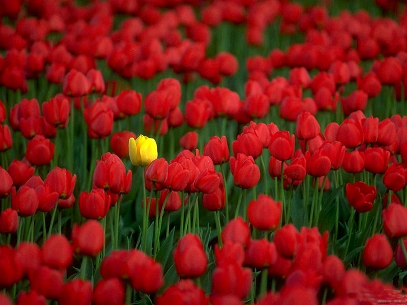 tulips.jpg
